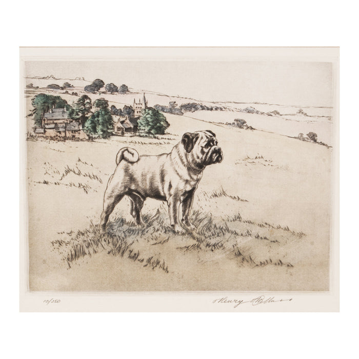 Pug Drypoint Etching by Henry Wilkinson