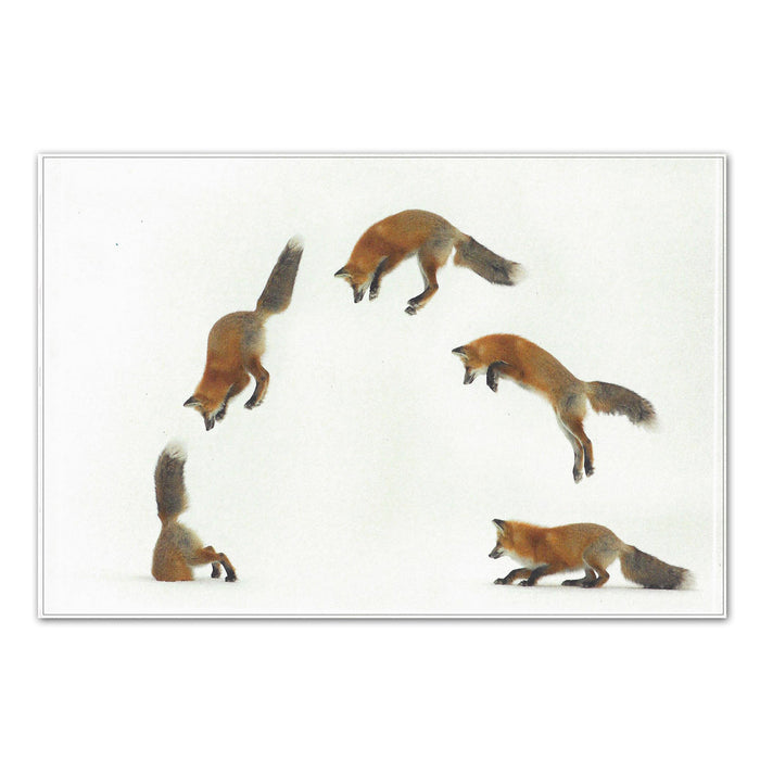 Buried Treasure Fox Holiday Cards