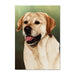 Yellow Labrador Retriever Dog Note Card by Tamara Burnett