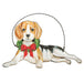 Christmas Beagle Christmas Ornament