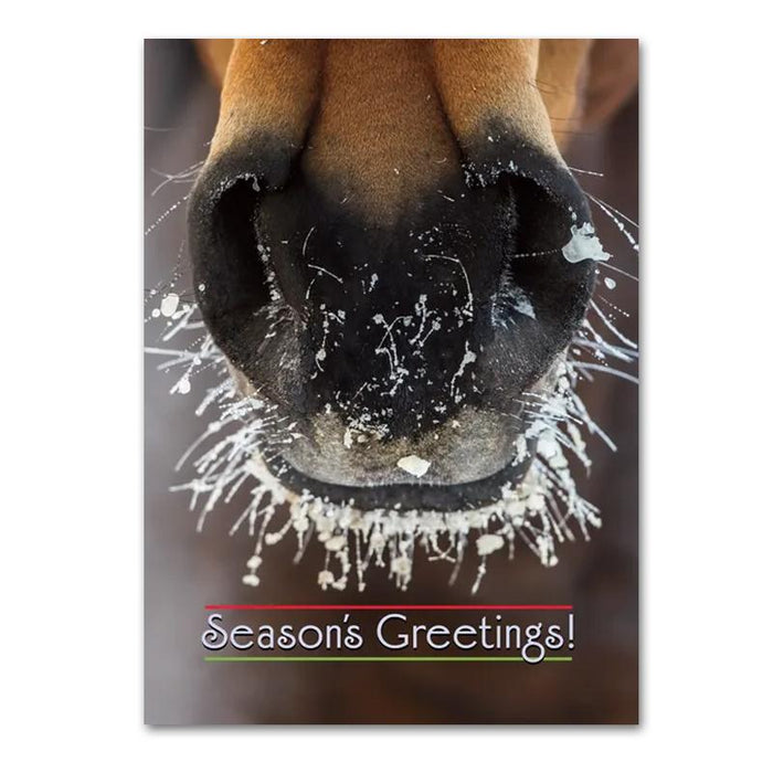 Frosty - Horse Christmas Cards