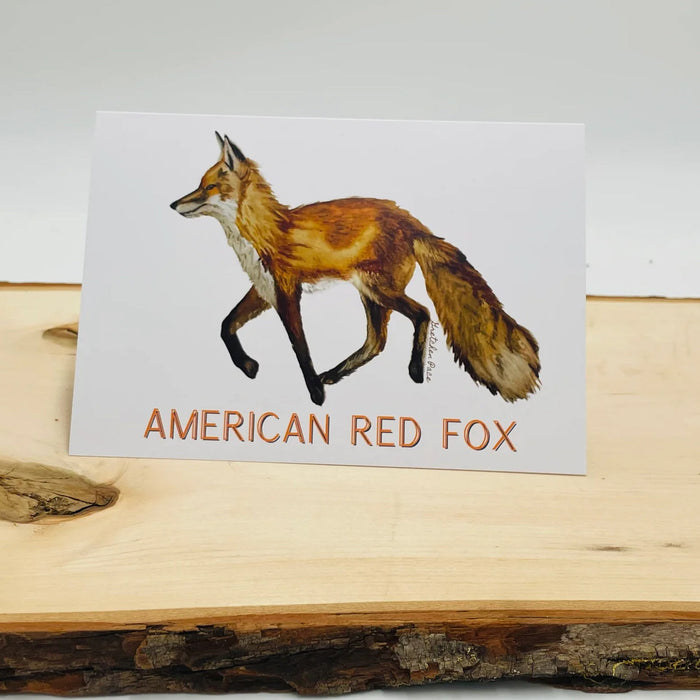 American Red Fox Note Cards - Pkg 5